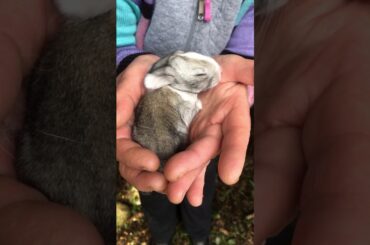 The most beautiful baby Bunny in the world !