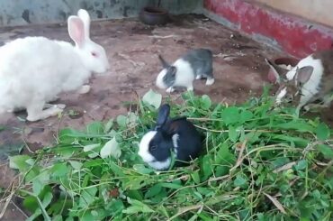 It's bunny timeeeee!!! | Cute baby rabbits feeding | Releif your stress | Enjoy nature | Nature hits