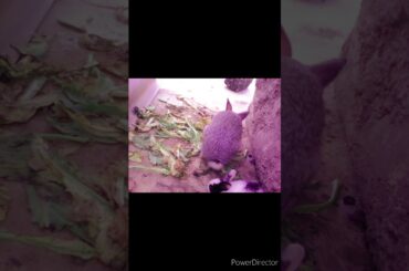 Rabbits :Cute Rabbits  Bunnies, buck(MALE) and  doe(FEMALE)