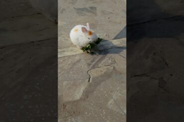 My cute Bunny 🐇🐰