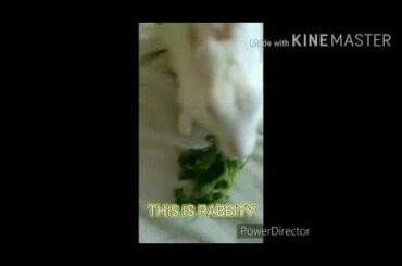 Rabbit Loves To Eat Coriander! | Cute Rabbit Video |