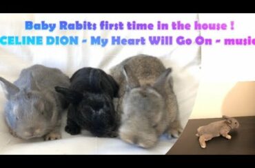 Baby rabbits first time in the house - CELINE DION - My Heart Will Go On - background music