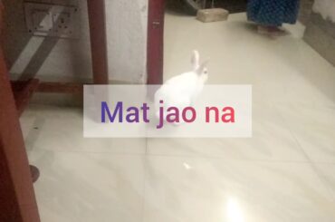 Cute bunny following Hoomans 😂🐇🐇 #cutelittlebunny