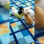 Funny Baby Bunnies ! Cute black , white, grey Rabbit! Eating & playing
