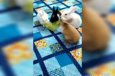 Funny Baby Bunnies ! Cute black , white, grey Rabbit! Eating & playing