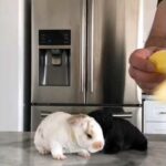 Baby rabbits eating banana