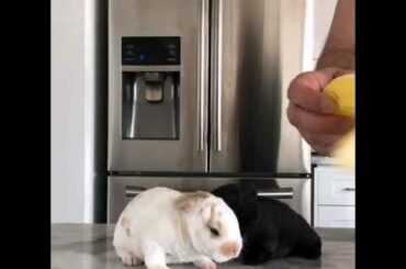 Baby rabbits eating banana