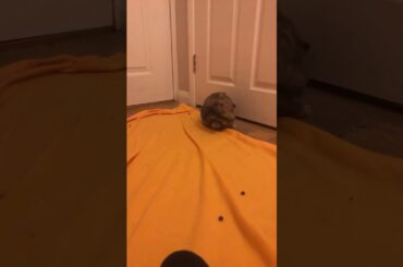 My first video| really cute bunnies playing!