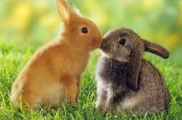 The cutest bunnies you wish you had!!!!