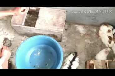 Rabbits Cute Baby's-Age 2 Days