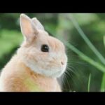 Beautiful & cute rabbit video.