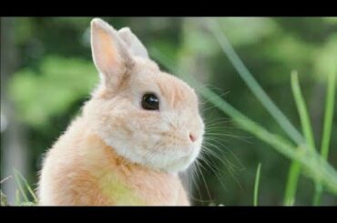 Beautiful & cute rabbit video.