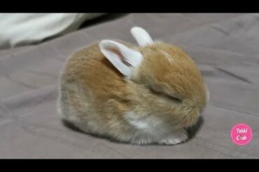 Tokki Club Weekly Cute Rabbit Video #8 - Cute Baby Bunnies