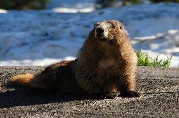 Marmots: Fuzzy Little Chonks | Marmot licks GoPro