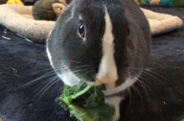 Cute Bunny Eating Kale