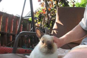 Sneezing baby bunny 2