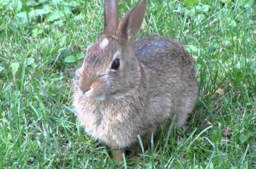 Mom and baby bunny dine on some exquisite grass. Toronto, 2013.