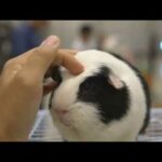 Cute Baby Bunny Eat Apple & Carot Funnies & Smiling