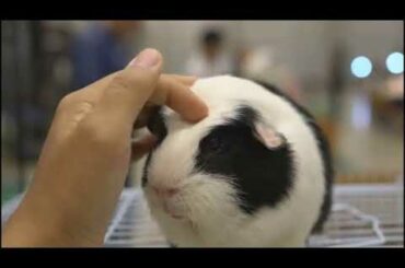 Cute Baby Bunny Eat Apple & Carot Funnies & Smiling