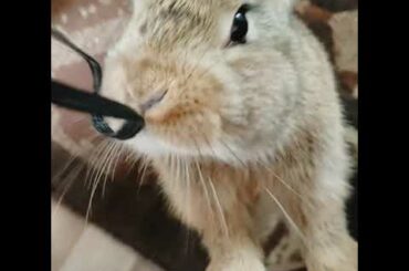 Cute little bunny hoping and playing!!🐇🐰🙂😊🥰🤩# punjabi family vlog # 7