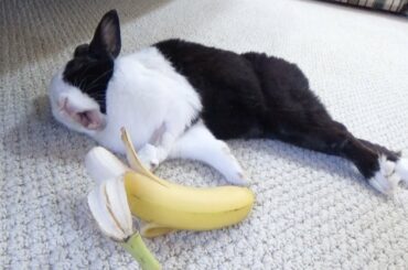 Sleeping rabbit wakes up for banana