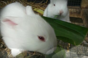 Baby Bunny (14 days old)