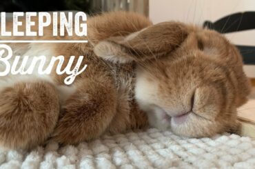 Cute Sleeping Bunny