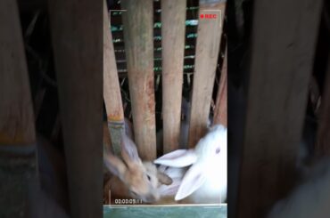 My cute little bunnies🐰