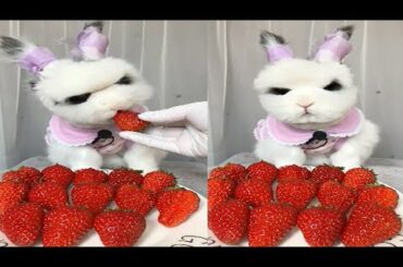 Rabbit Eating ASMR, Cute Rabbit ASMR, 토끼 먹는 ASMR