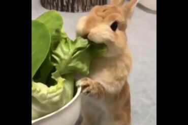 Bunnies cute