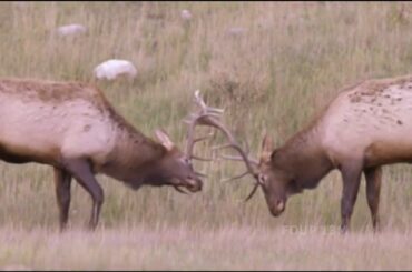 The Greatest Fights In The Animal Kingdom | animals fighting