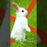 Cute bunny’s