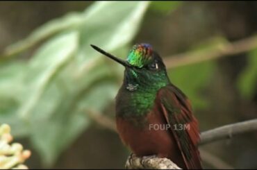 Hummingbirds Ultra Slow Motion - Amazing Facts, Full HD | How Fast Can a Hummingbird Flap?