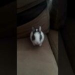 The Baby Rabbit Exploring My Couch (Bebek tavşan koltuğumu keşfediyor)