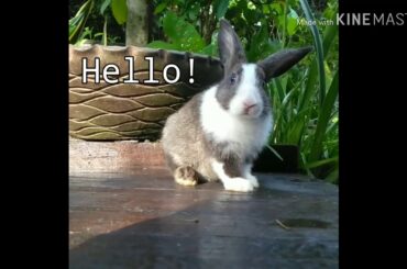 ❤ Funny bunny 🐇 say hello 👋 ❤