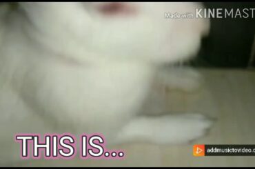 Rabbit Loves To Nap! | Cute And Funny Video Of Rabbit Napping And Relaxing |