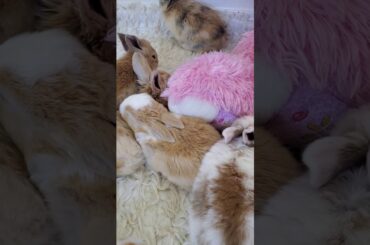 Cute bunnies  May 6, 2020