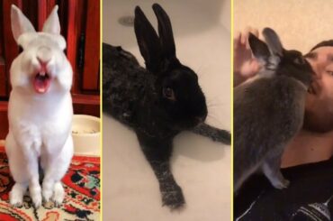 Cute rabbits compilation TikToks and other rodents