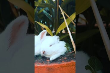 Cute rabbit