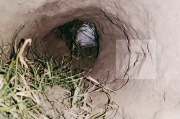 💗Cute rabbit🐇 hiding in their hole 🕳️