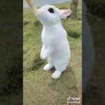Cute rabbit  WhatsApp status beautiful