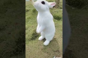 Cute rabbit  WhatsApp status beautiful