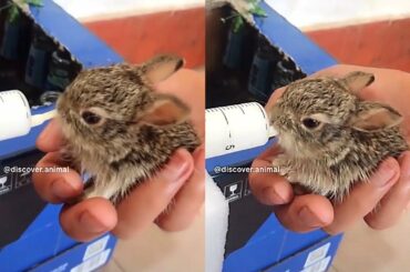 A Very Cute Baby Bunny - Cute animal videos