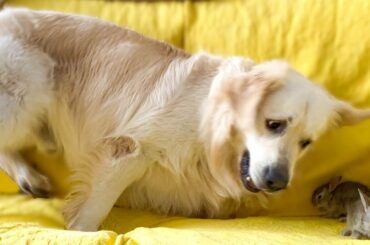 Golden Retriever Tries to Play with a Baby Bunnies!
