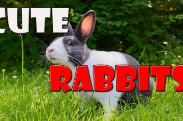 Funny and Cute Rabbits/Bunnies