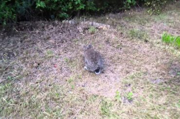 Cute rabbit in garden. 4k