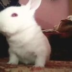 Cute rabbit (Buku)