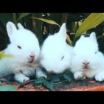 Funny Baby Rabbit Videos || Cute Baby Rabbits || BEST RABBIT Baby Videos