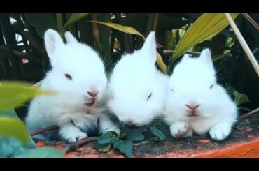 Funny Baby Rabbit Videos || Cute Baby Rabbits || BEST RABBIT Baby Videos