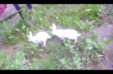Rabbit - Funny and cute rabbit pair...